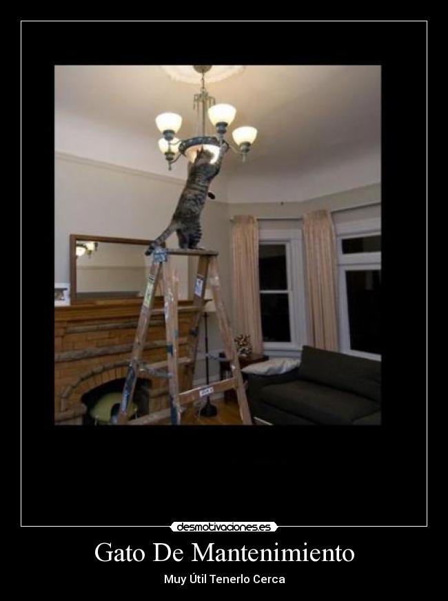 Gato De Mantenimiento - Muy Útil Tenerlo Cerca