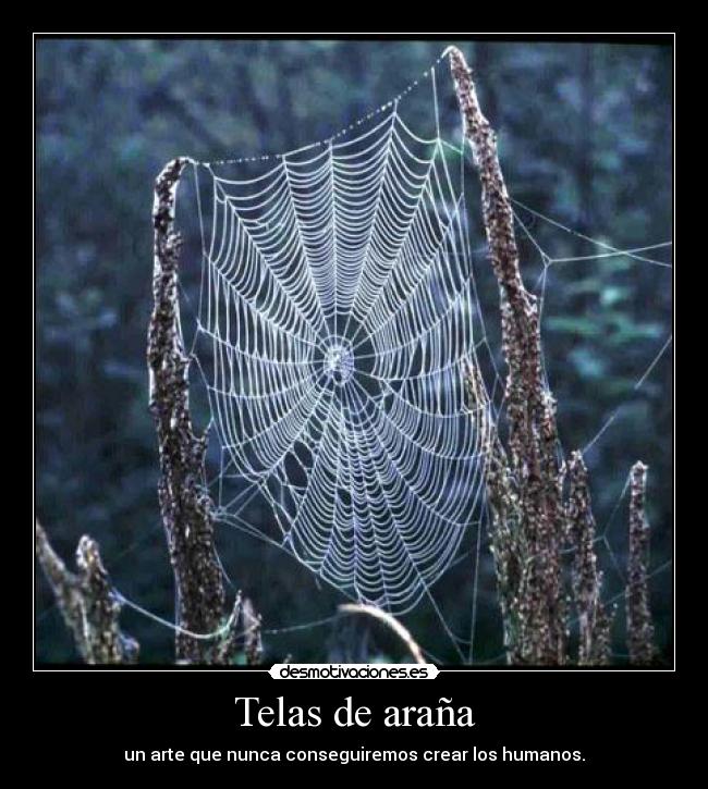 Telas de araña - un arte que nunca conseguiremos crear los humanos.