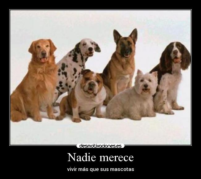 Nadie merece -