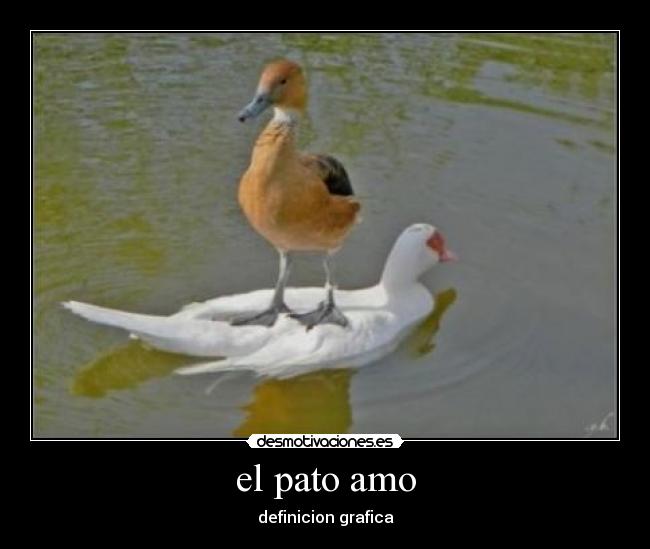 el pato amo - definicion grafica