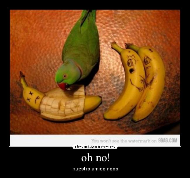 oh no! - nuestro amigo nooo