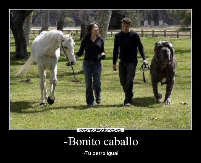 -Bonito caballo -