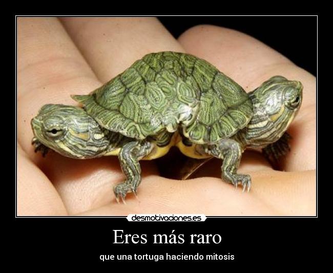 Eres más raro - que una tortuga haciendo mitosis