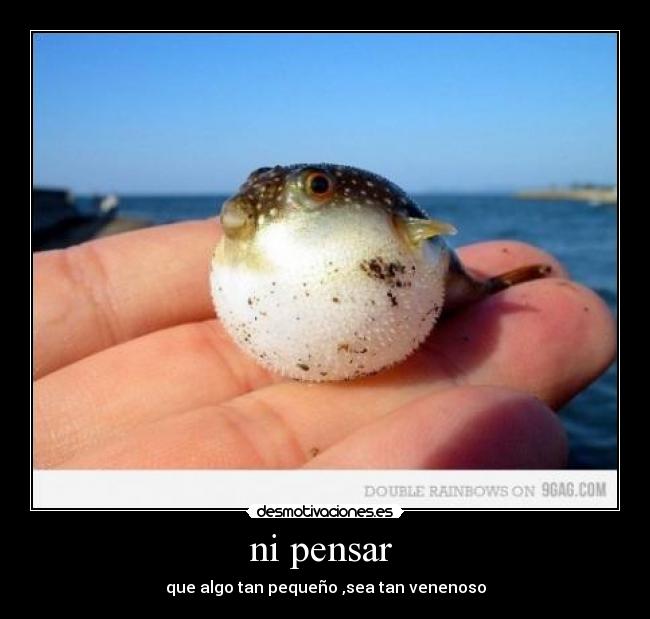 ni pensar  - que algo tan pequeño ,sea tan venenoso