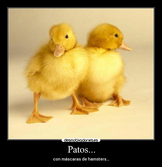 Patos... -