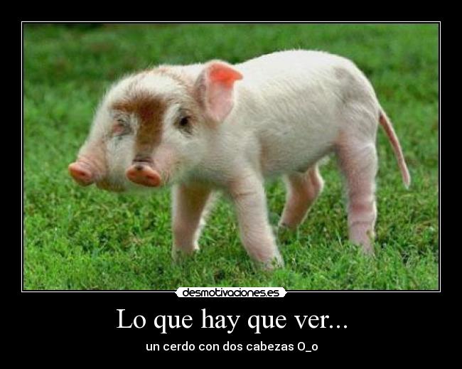 Lo que hay que ver... - un cerdo con dos cabezas O_o