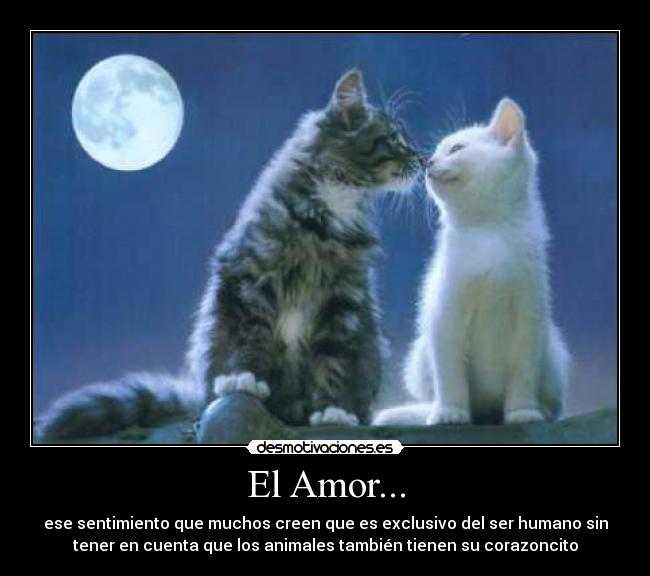 El Amor... - ese sentimiento que muchos creen que es exclusivo del ser humano sin
tener en cuenta que los animales también tienen su corazoncito