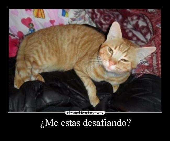 carteles gato desafio desmotivaciones