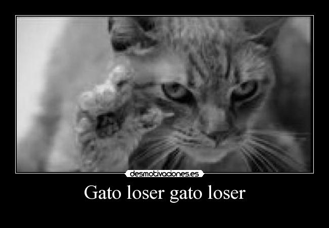 Gato loser gato loser -