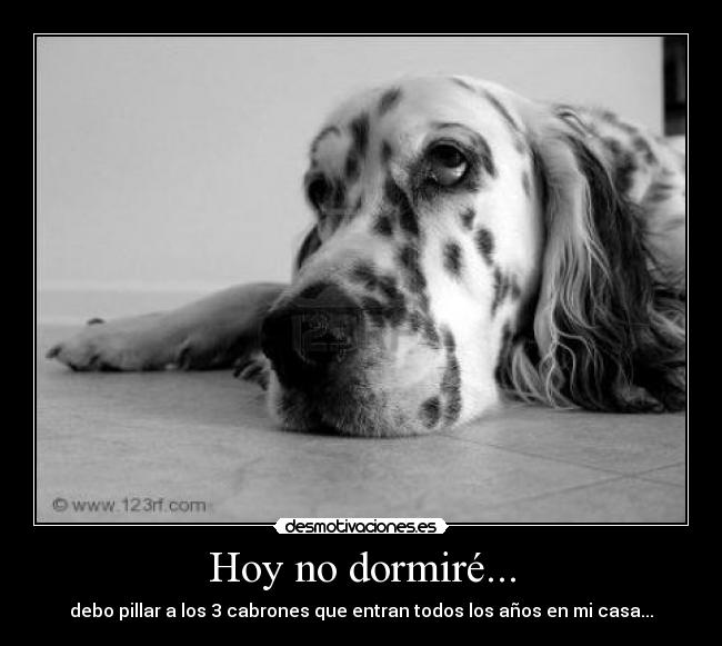 Hoy no dormiré... - debo pillar a los 3 cabrones que entran todos los años en mi casa...