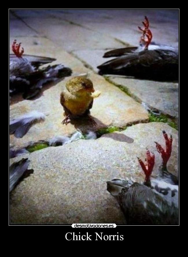 Chick Norris - 