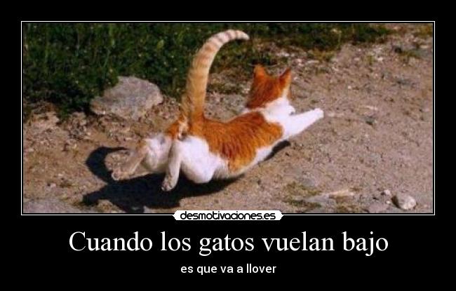 Cuando los gatos vuelan bajo -