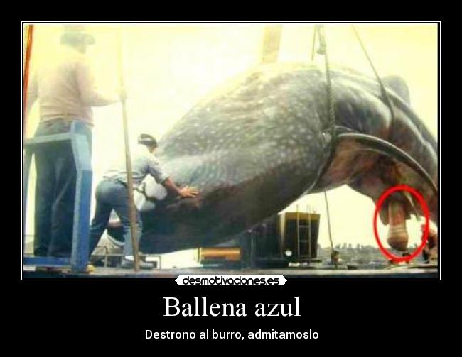 Ballena azul - Destrono al burro, admitamoslo