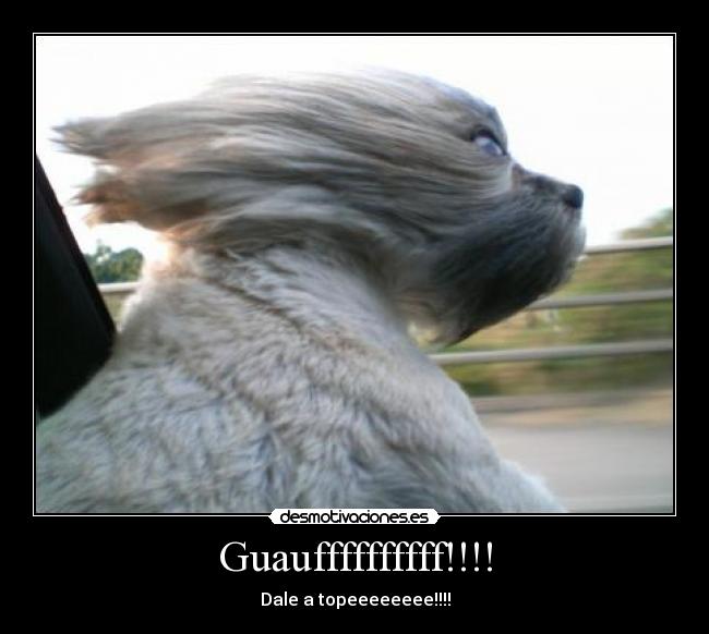 Guauffffffffff!!!! - Dale a topeeeeeeee!!!!