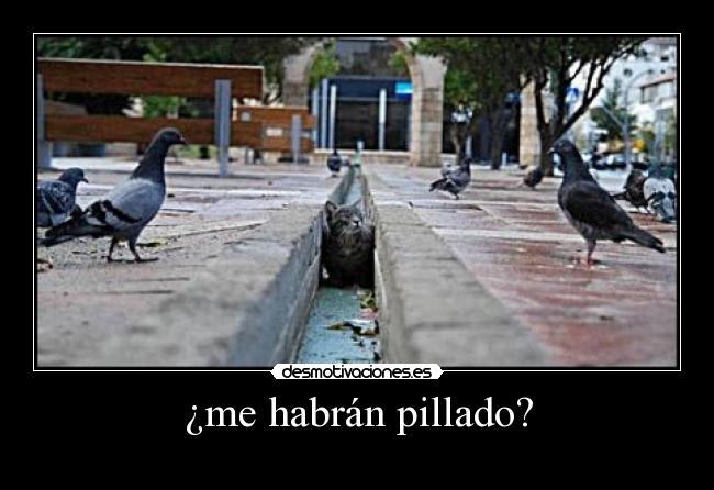 ¿me habrán pillado? - 