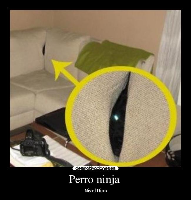 Perro ninja -