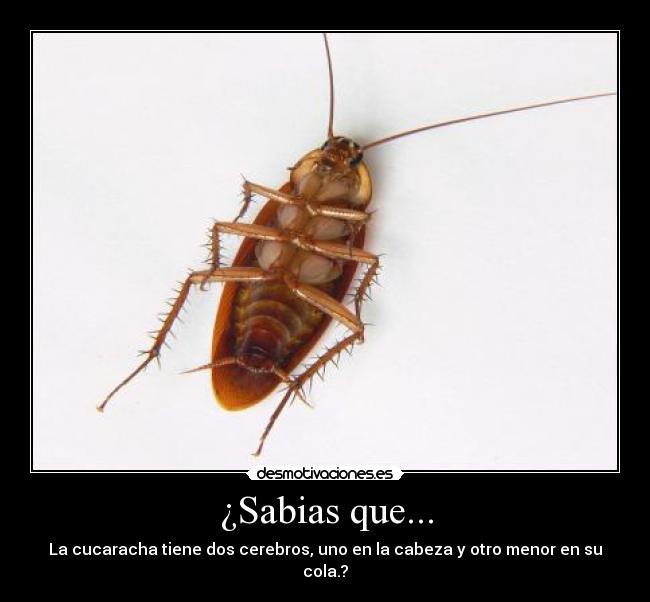 ¿Sabias que... -