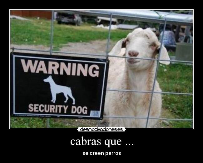 cabras que ... - 