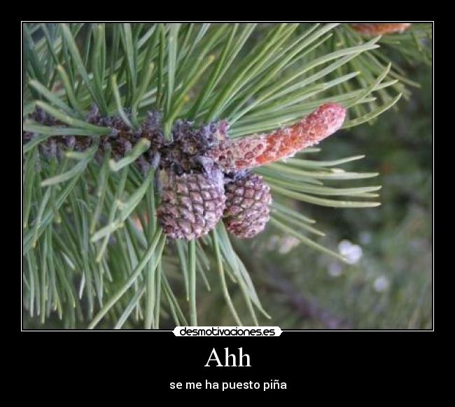 Ahh - se me ha puesto piña