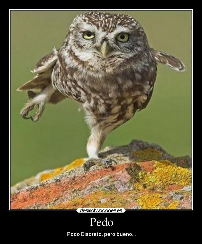 Pedo - Poco Discreto, pero bueno...
