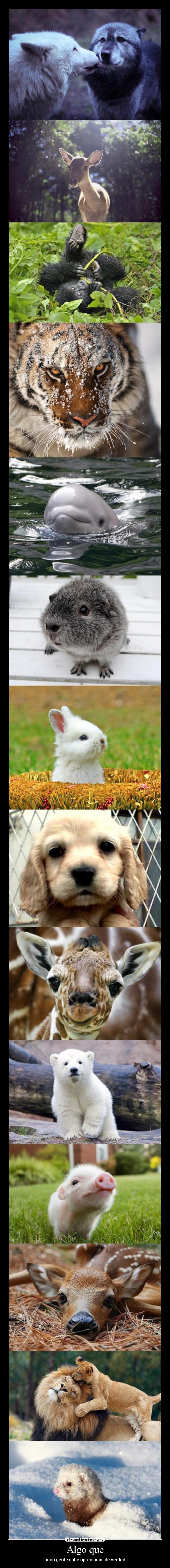 Algo que - poca gente sabe apreciarlos de verdad.