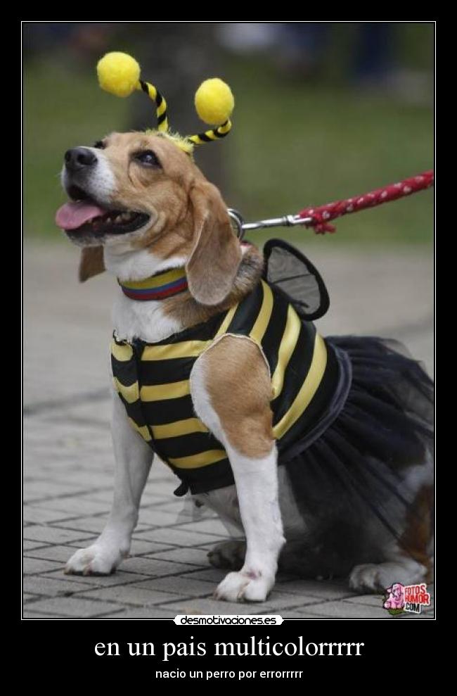 en un pais multicolorrrrr -