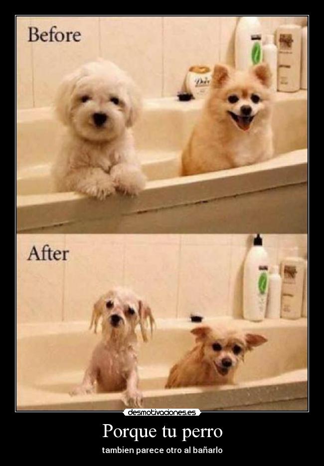 Porque tu perro - tambien parece otro al bañarlo