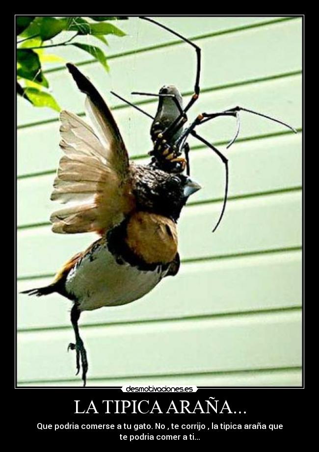 LA TIPICA ARAÑA... - 