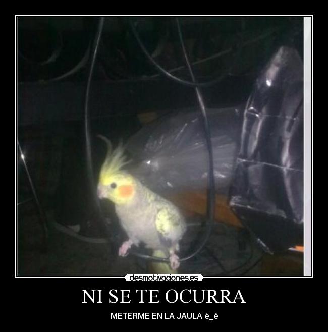 NI SE TE OCURRA - METERME EN LA JAULA è_é