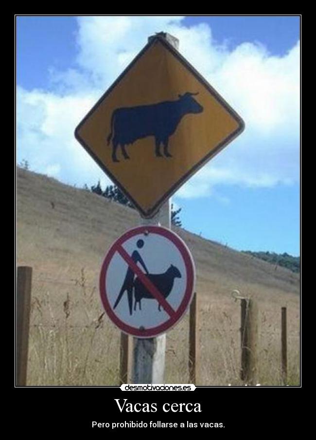 Vacas cerca - Pero prohibido follarse a las vacas.