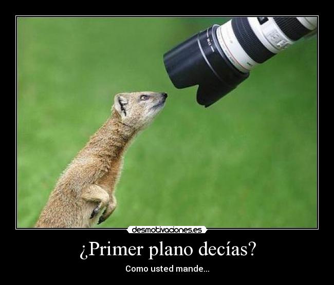 ¿Primer plano decías? -