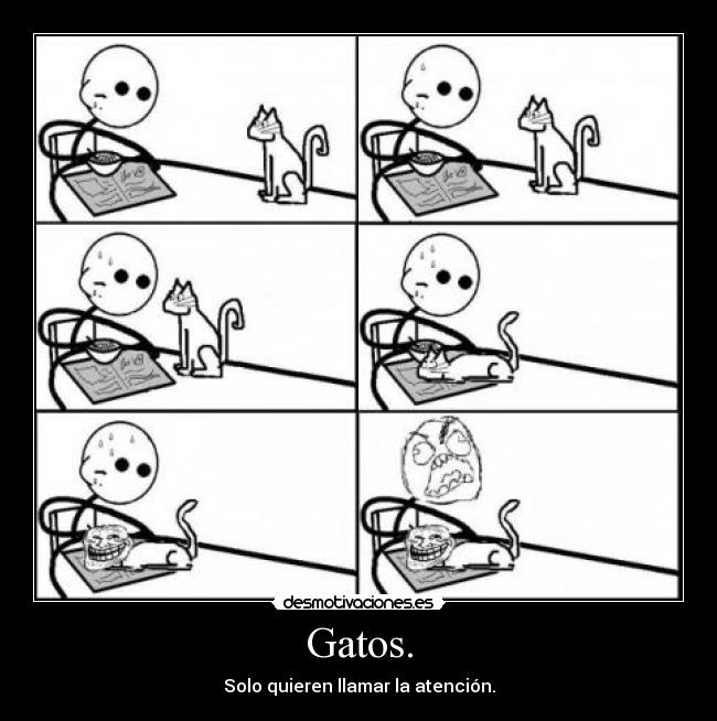 Gatos. -