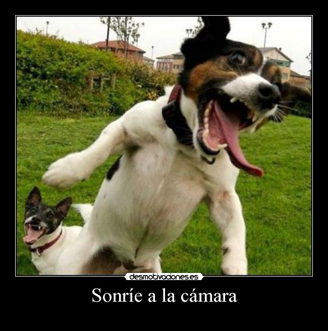 Sonríe a la cámara - 