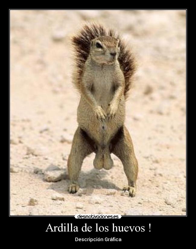 Ardilla de los huevos ! - 