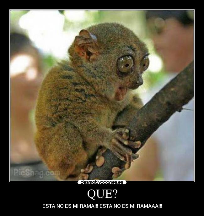 QUE? -