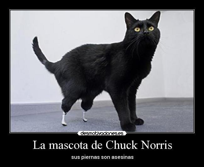 La mascota de Chuck Norris -