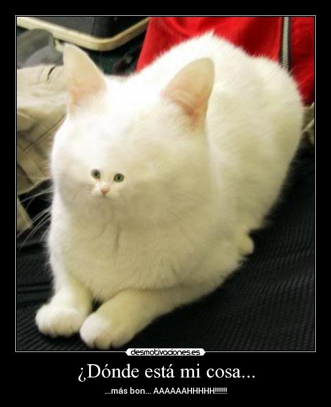 carteles gatosdesmotivacion bonito desmotivaciones