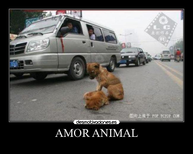 AMOR ANIMAL -