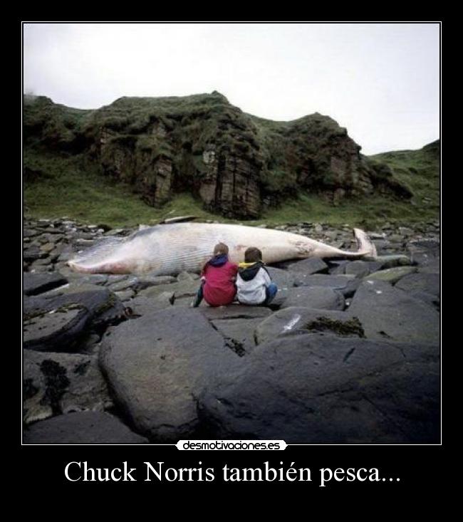carteles chuck norris desmotivaciones