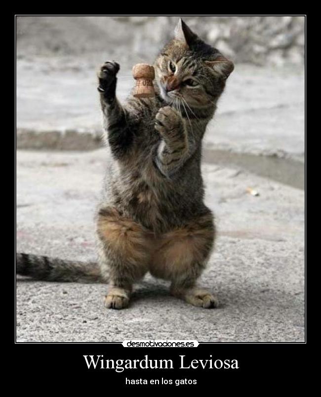 Wingardum Leviosa - hasta en los gatos