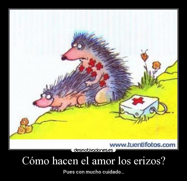 Cómo hacen el amor los erizos? - 