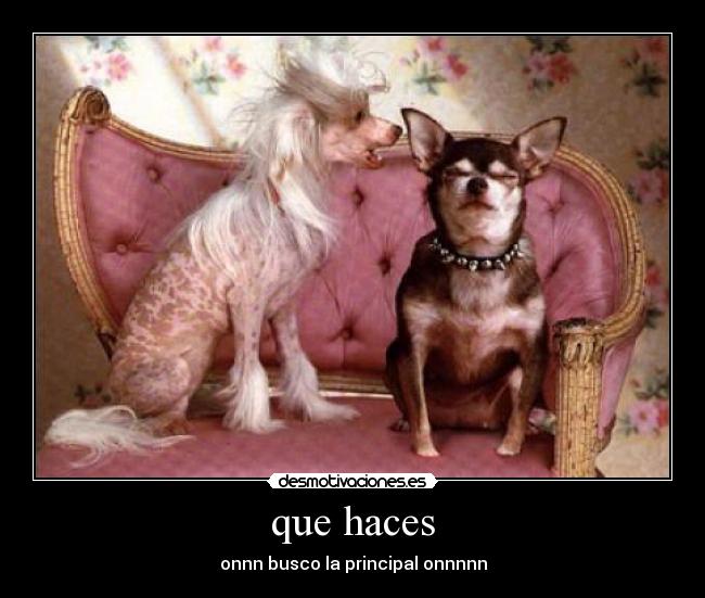 que haces - onnn busco la principal onnnnn