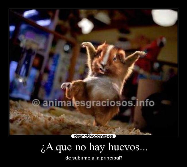 ¿A que no hay huevos... - 
