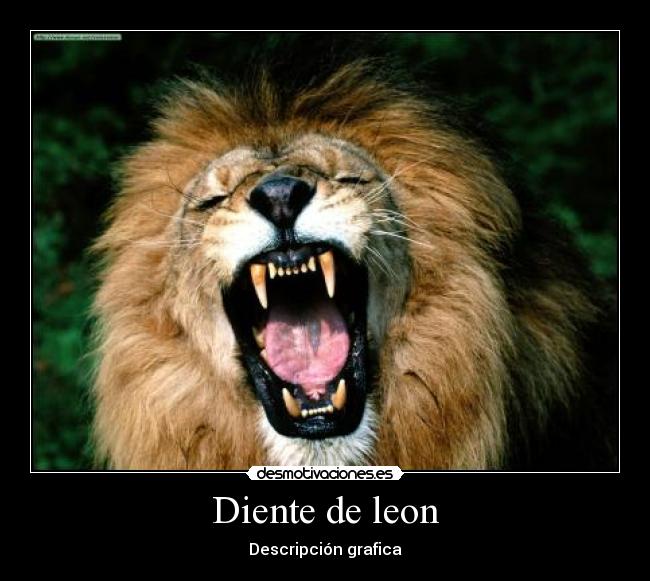 Diente de leon - Descripción grafica