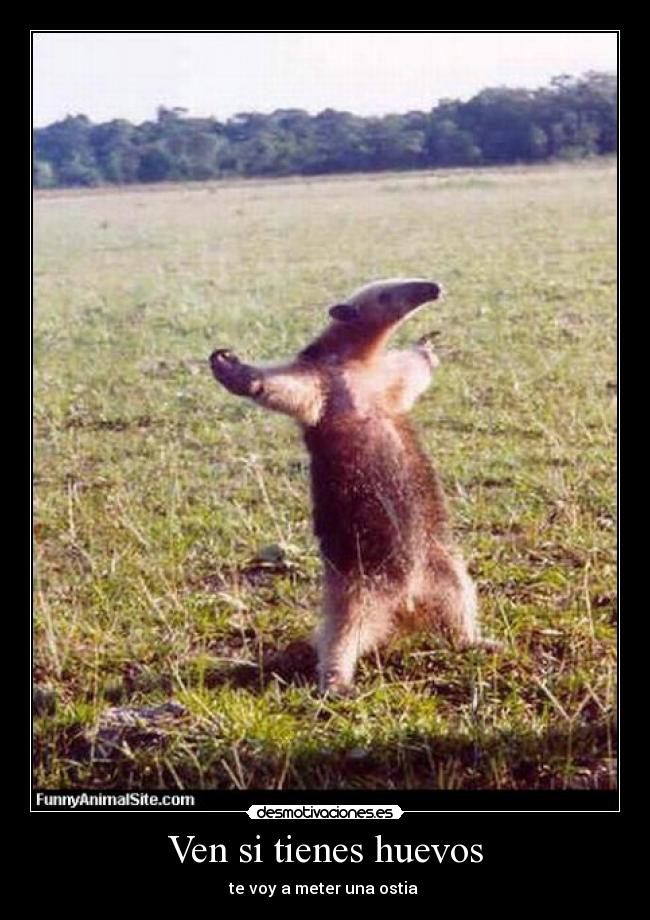 Ven si tienes huevos -
