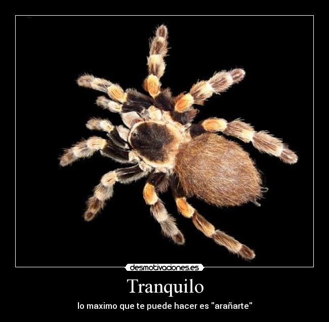 Tranquilo - lo maximo que te puede hacer es arañarte