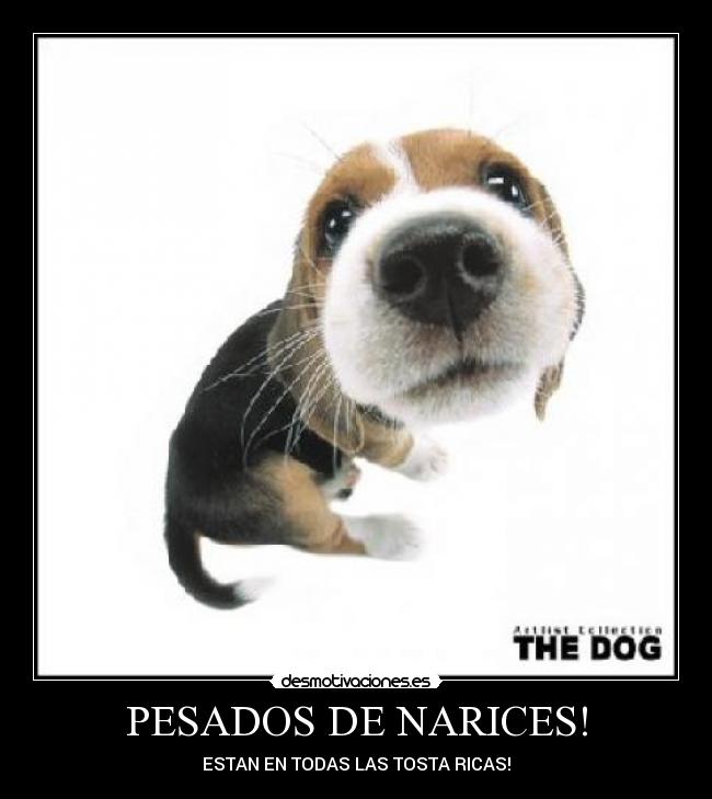 PESADOS DE NARICES! - ESTAN EN TODAS LAS TOSTA RICAS!