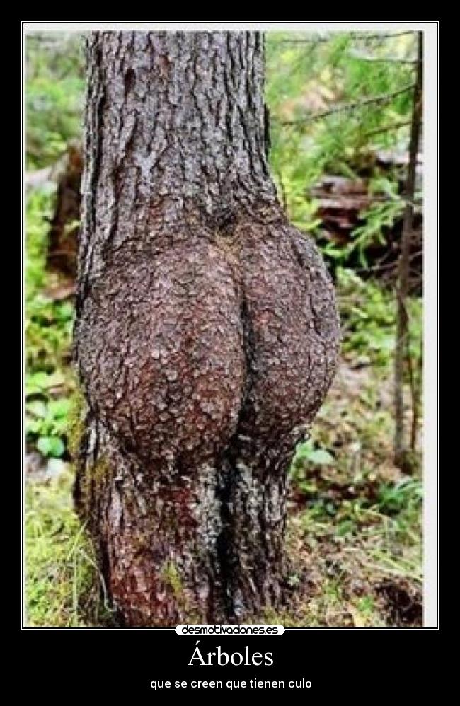 Árboles - 