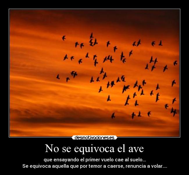 No se equivoca el ave - que ensayando el primer vuelo cae al suelo...
Se equivoca aquella que por temor a caerse, renuncia a volar....