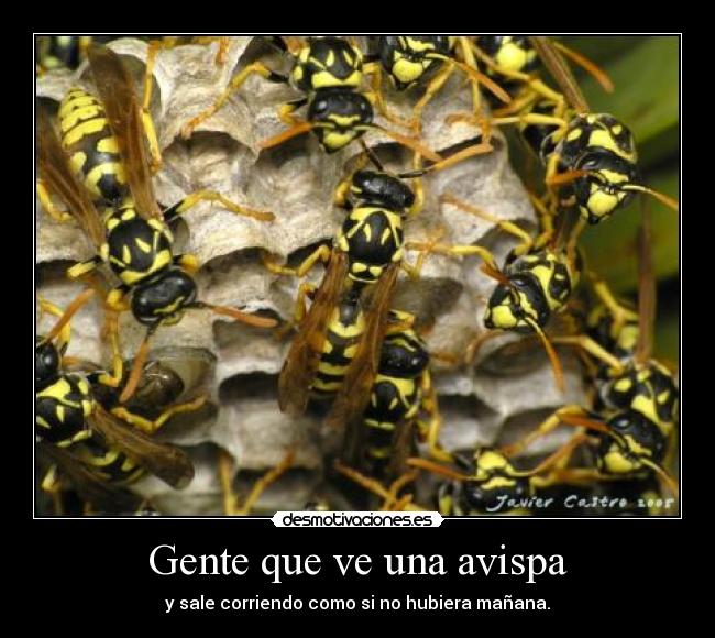 carteles avispas desmotivaciones